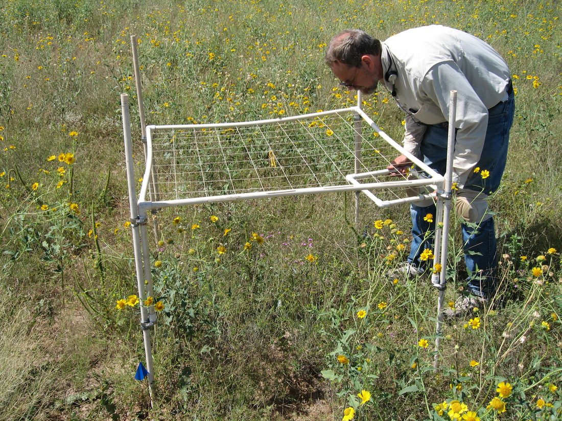 John Anderson measuring vegetation cover in the Jornada NPP quadrats.